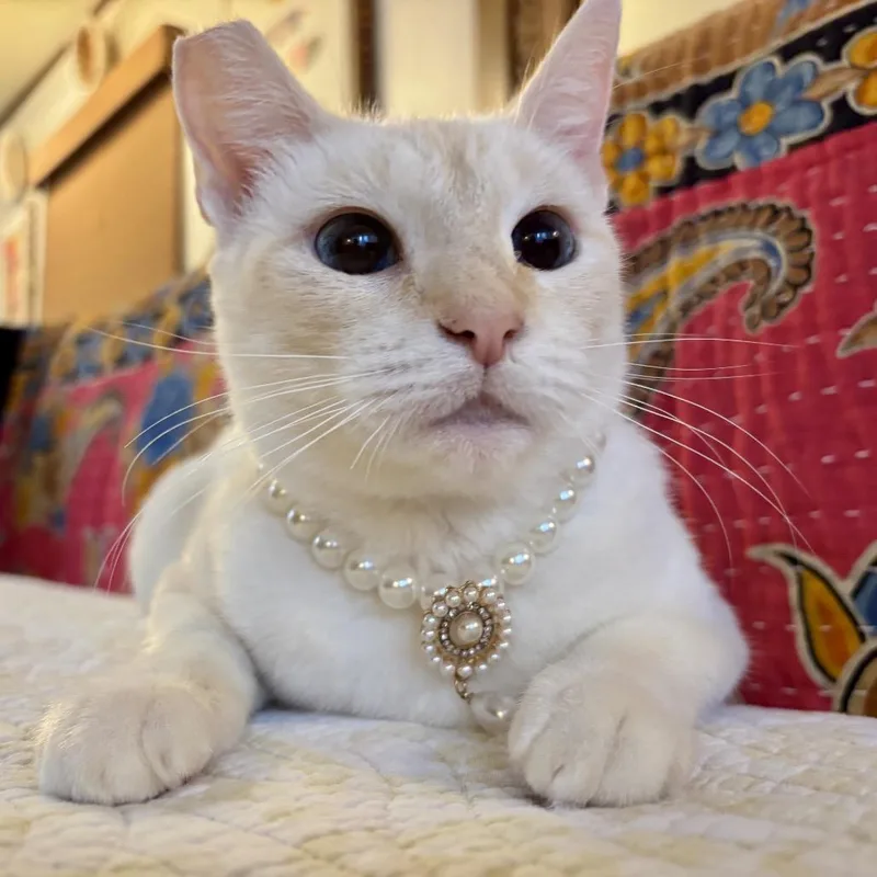 Fiammetta thumbnail 4