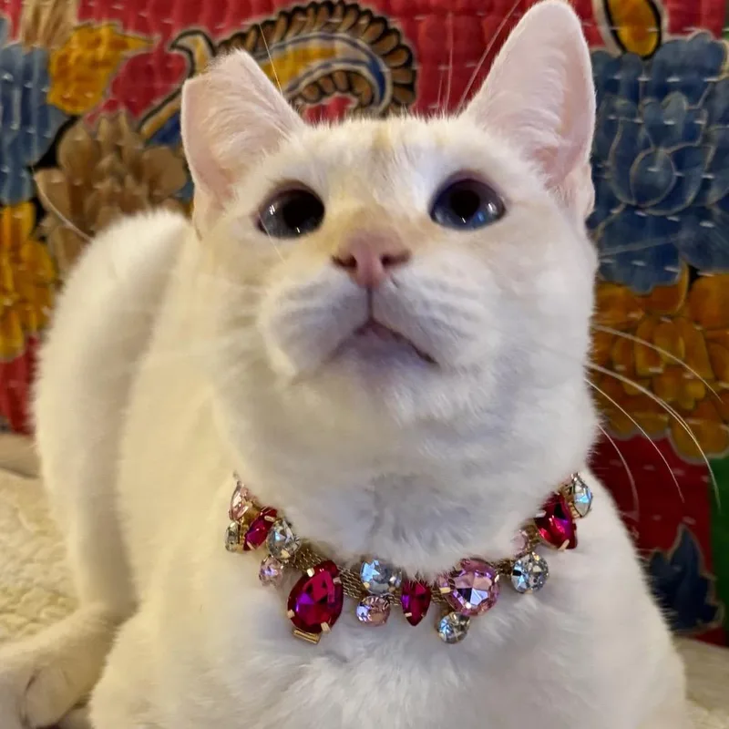 Fiammetta thumbnail 5