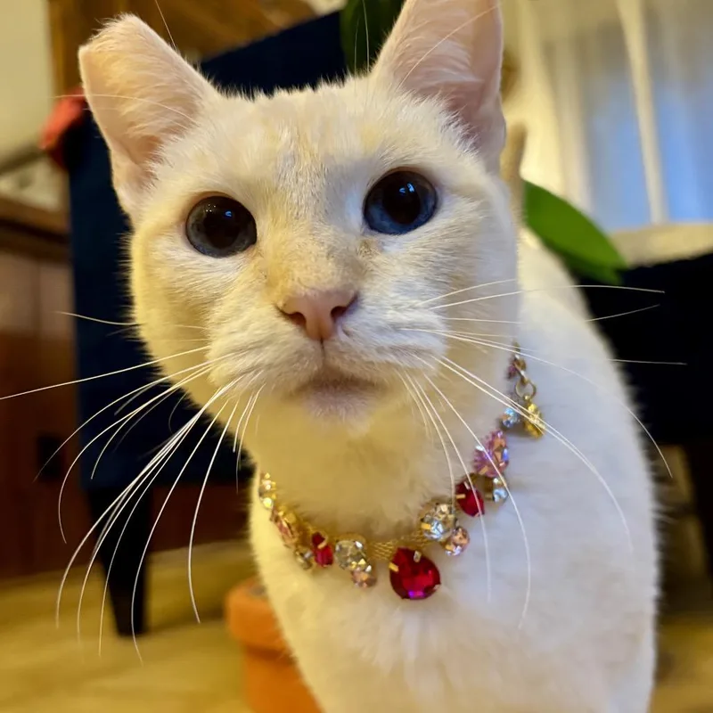 Fiammetta thumbnail 6