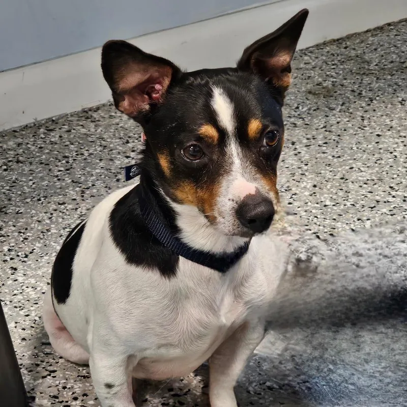 An adult small-sized male White / Cream Jack Russell Terrier dog named Carlos for adoption in Winchester, TN