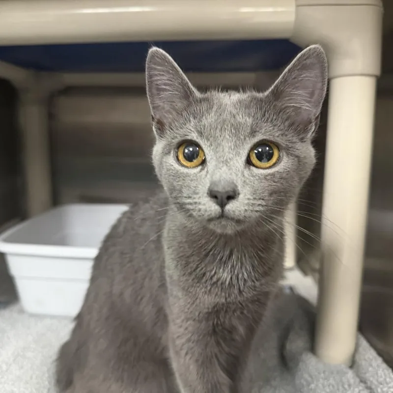 A young small-sized female Gray / Blue / Silver Domestic Short Hair cat named Heni for adoption in Marion, VA