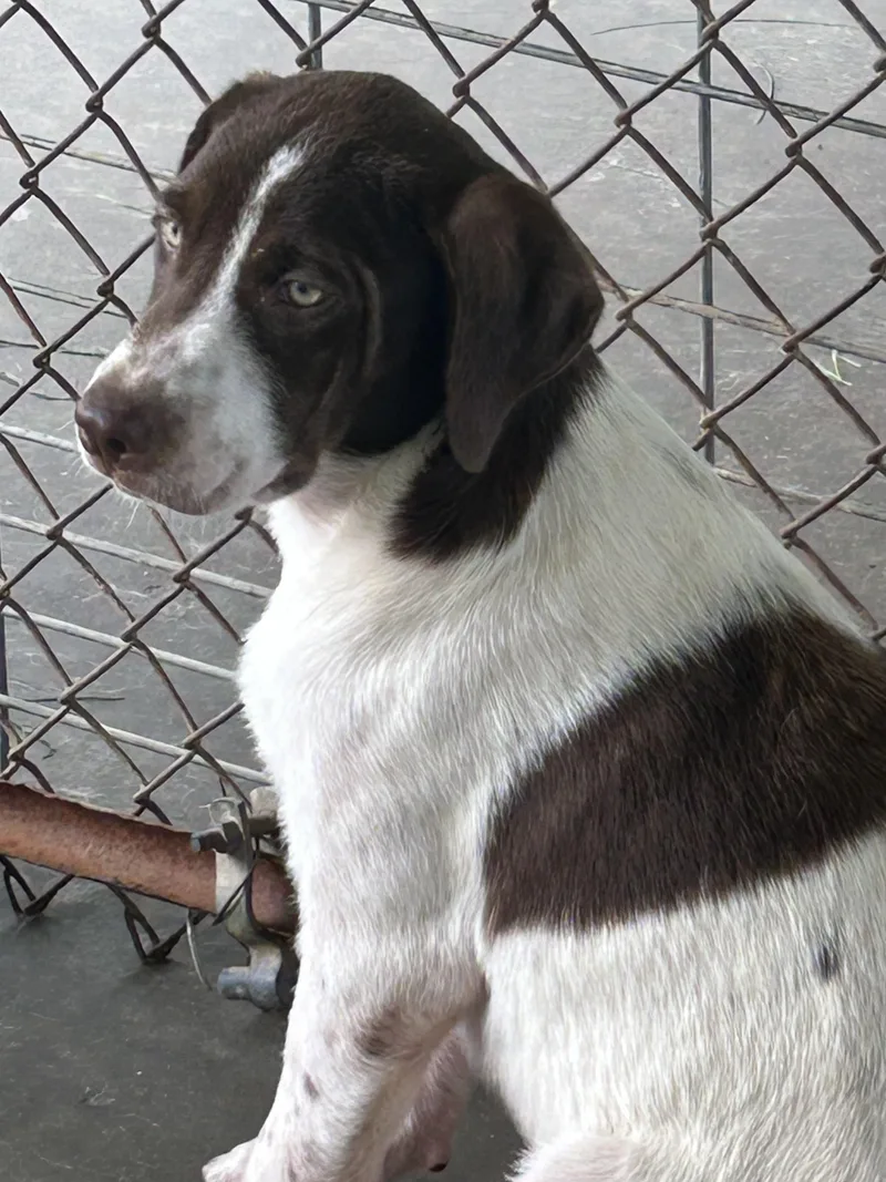 A baby medium-sized male White / Cream Labrador Retriever dog named Dwight from The Office for adoption in Okolona, MS