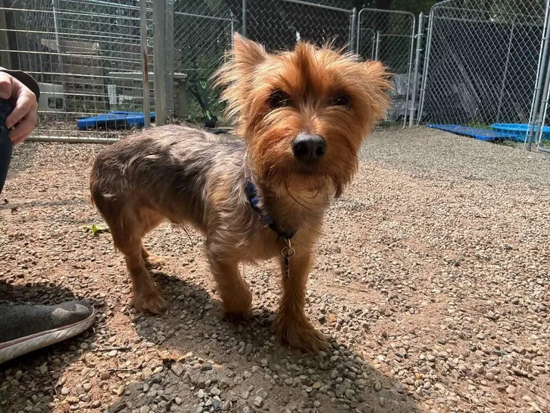 Charlie Bear