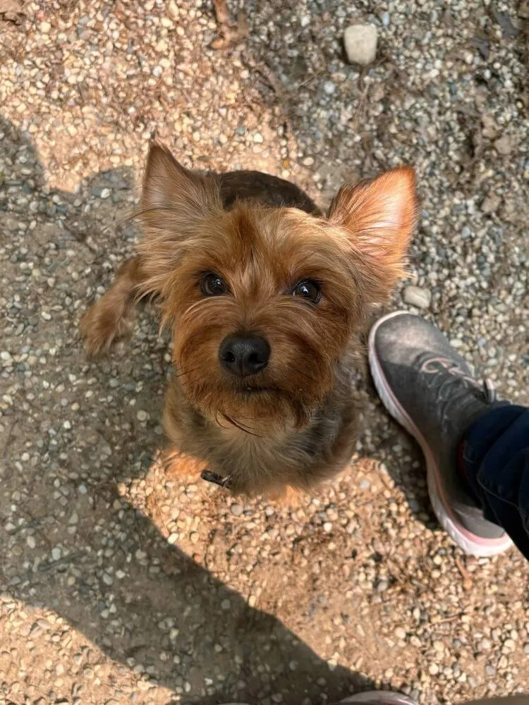 Charlie Bear thumbnail 2
