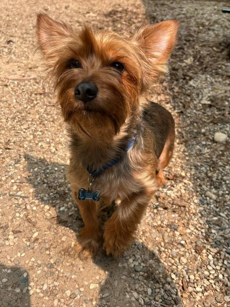 Charlie Bear thumbnail 3