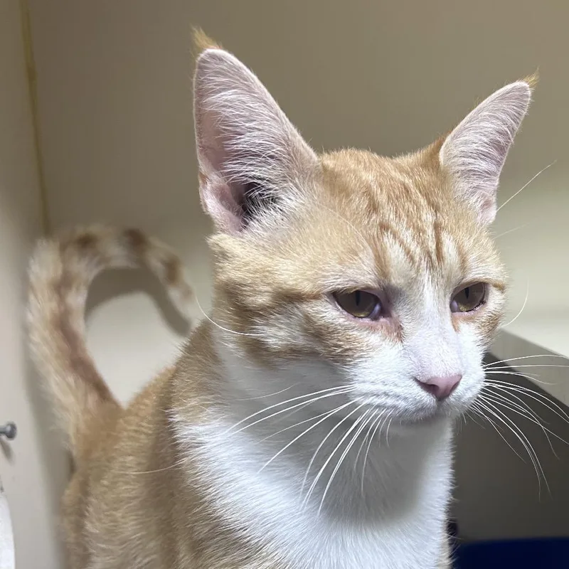 A young small-sized male Orange / Red Domestic Short Hair cat named Inspector Gadget for adoption in Mocksville, NC
