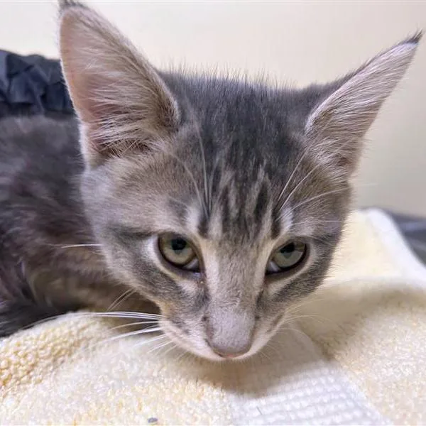 A baby small-sized female Gray / Blue / Silver Domestic Short Hair cat named Andromeda for adoption in Woodinville, WA