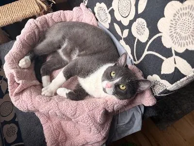 A young medium-sized male Gray & White Domestic Short Hair cat named Oswald for adoption in Mokena, IL