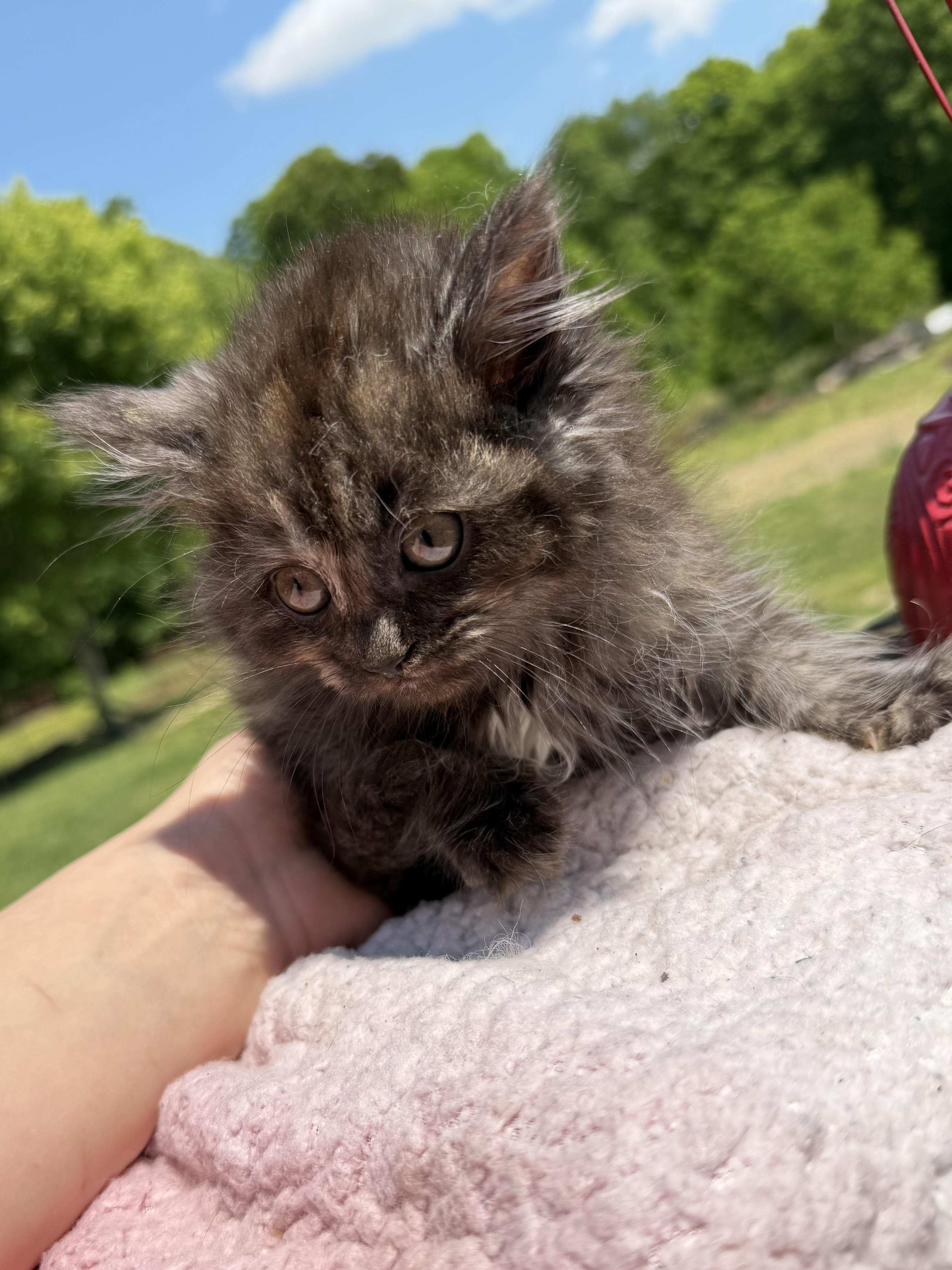 A baby large-sized female Brown / Chocolate Maine Coon cat named Bailey for adoption in toledo, OH