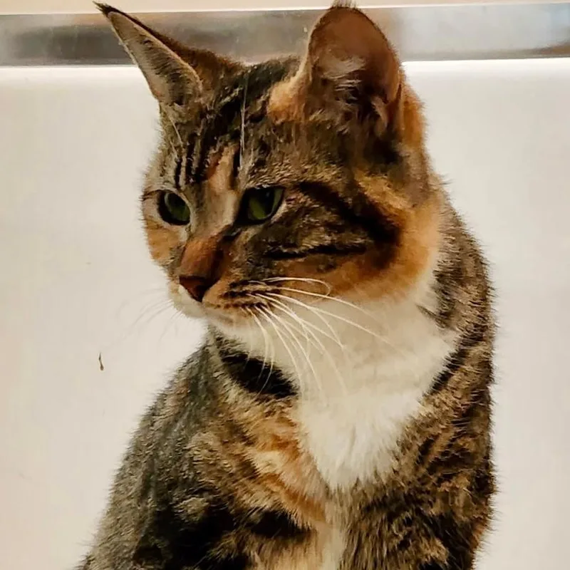 A young medium-sized female Tortoiseshell cat named Sassy for adoption in Gastonia, NC