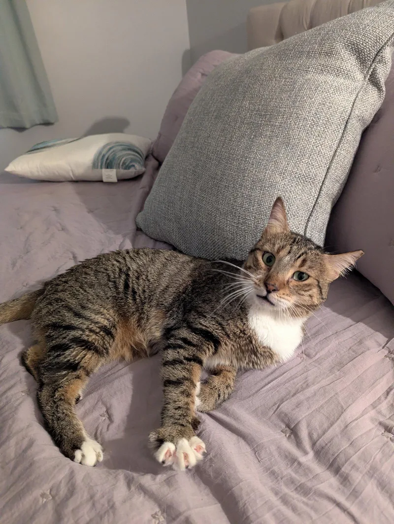 A senior medium-sized female Domestic Short Hair cat named Misk for adoption in Herndon, VA
