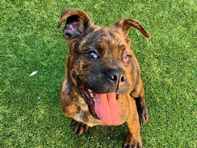 A young medium-sized male Boxer dog named Kellan for adoption in Moreno Valley, CA