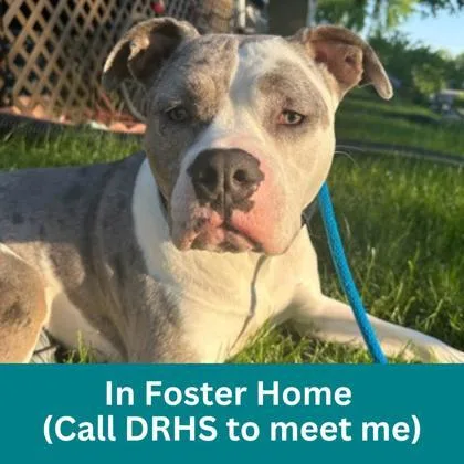 An adult large-sized female Mixed Breed dog named Moscato for adoption in Dubuque, IA