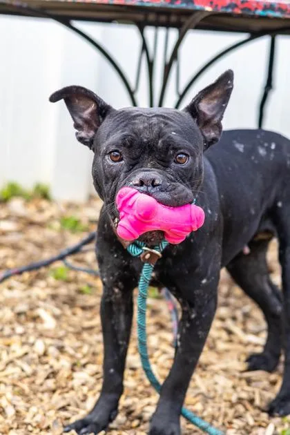 An adult medium-sized female Mixed Breed dog named Pony Race for adoption in Chamblee, GA