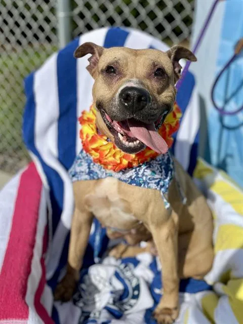An adult medium-sized female Pit Bull Terrier dog named Marigold for adoption in Charlotte, NC