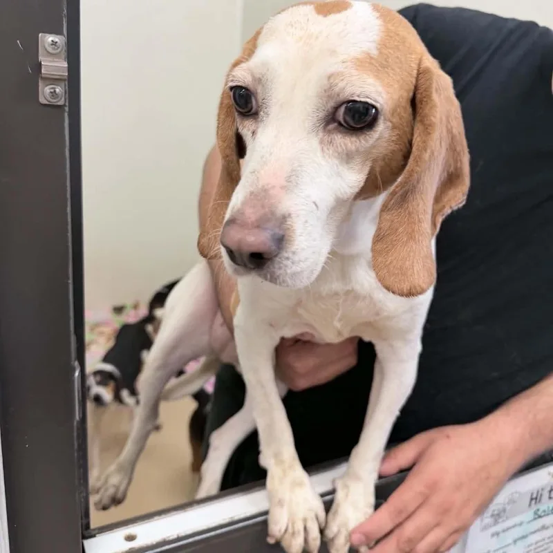 An adult medium-sized female Brown / Chocolate Beagle dog named Frida Kahlo  Chino for adoption in Chino Hills, CA