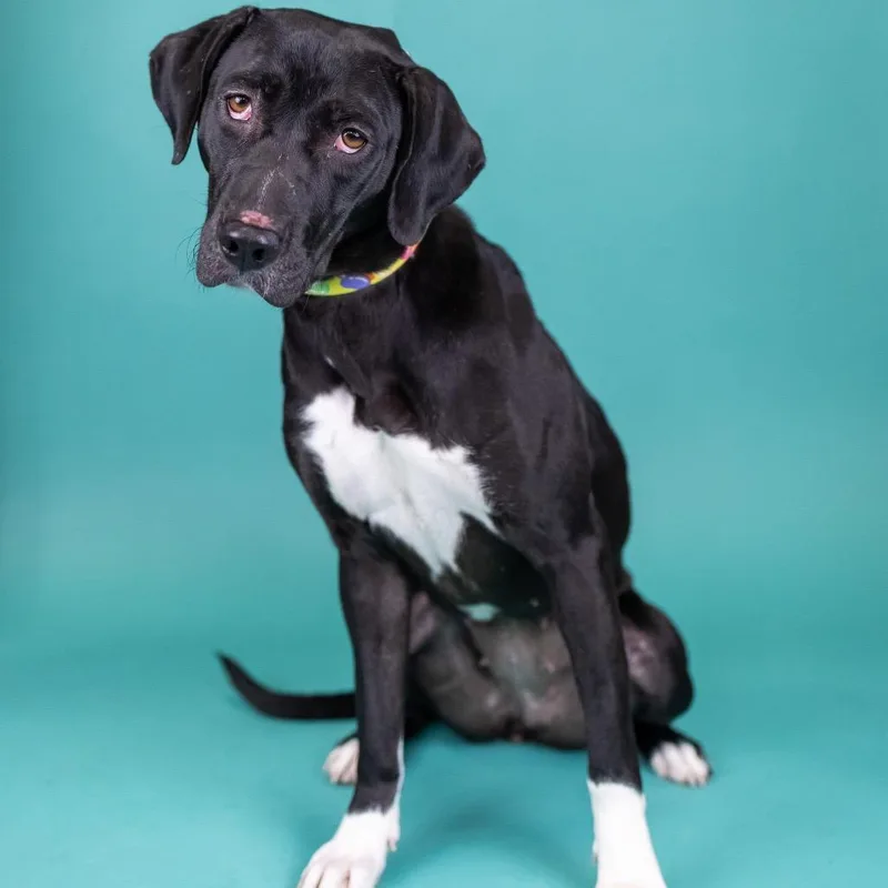 An adult medium-sized female Black Mixed Breed dog named Suzette for adoption in Portland, OR