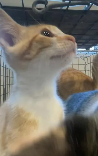 A baby small-sized female Domestic Short Hair cat named Pudding for adoption in Fort Myers, FL