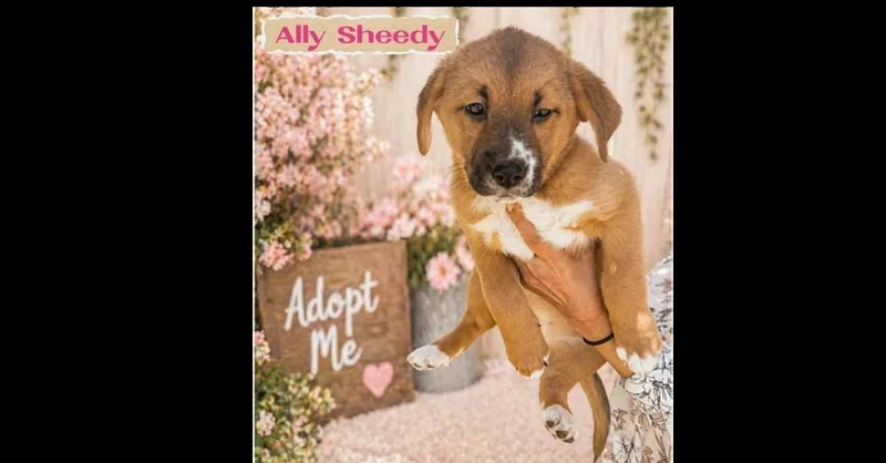 Ally Sheedy thumbnail 6