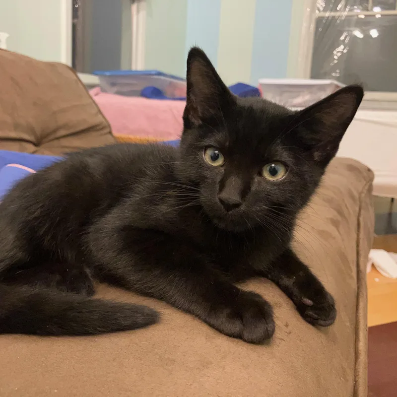 A baby small-sized female Black Domestic Short Hair cat named Chantarella for adoption in East Greenwich, RI