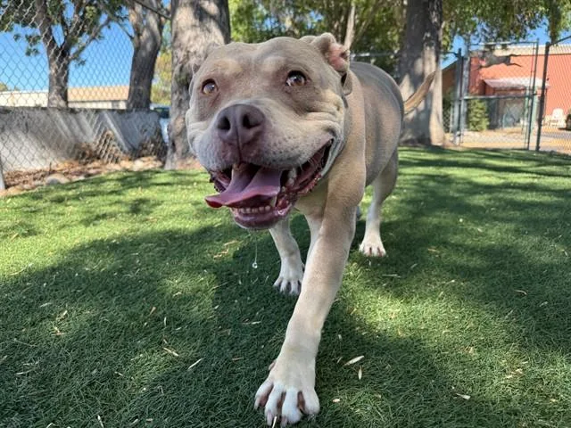 An adult medium-sized female Pit Bull Terrier dog named Saffron for adoption in Antioch, CA