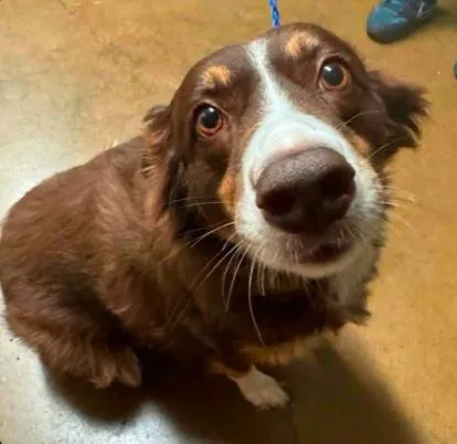 An adult large-sized female Australian Shepherd dog named Molly for adoption in Arlington, TX