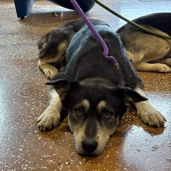 An adult medium-sized female Black Shepherd dog named Yona for adoption in Jackson, TN