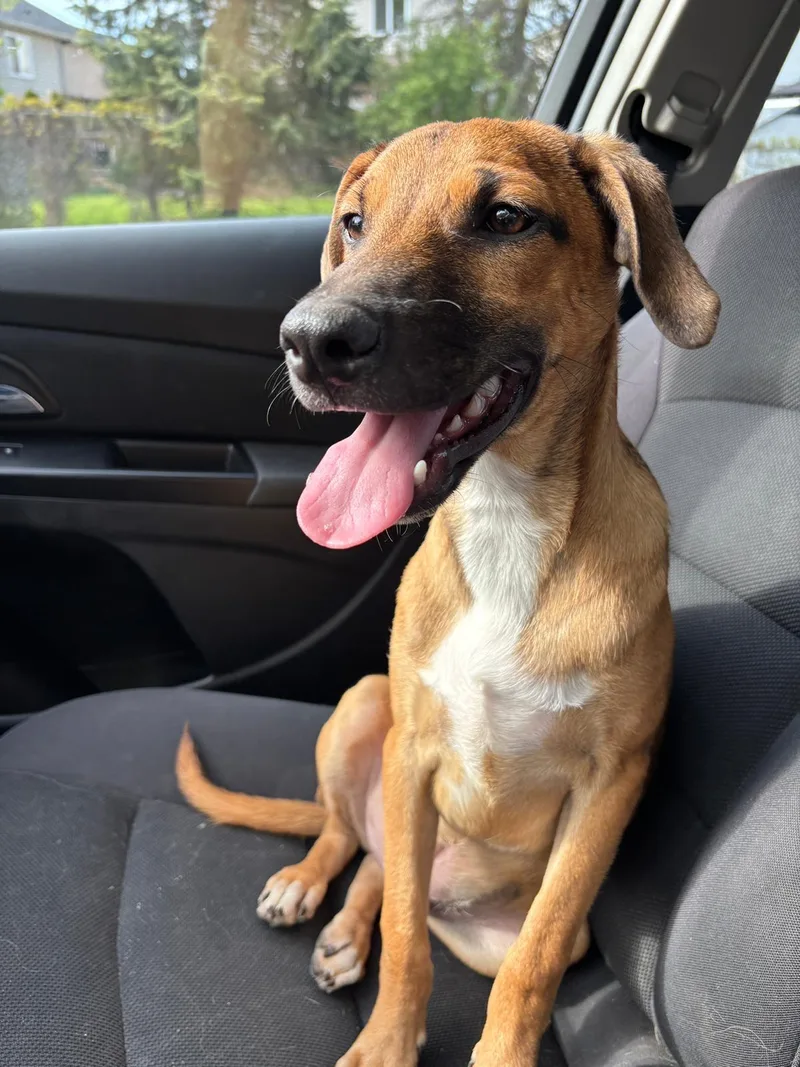 A baby medium-sized male Brown / Chocolate Mixed Breed dog named Virgil for adoption in Richmond, VA
