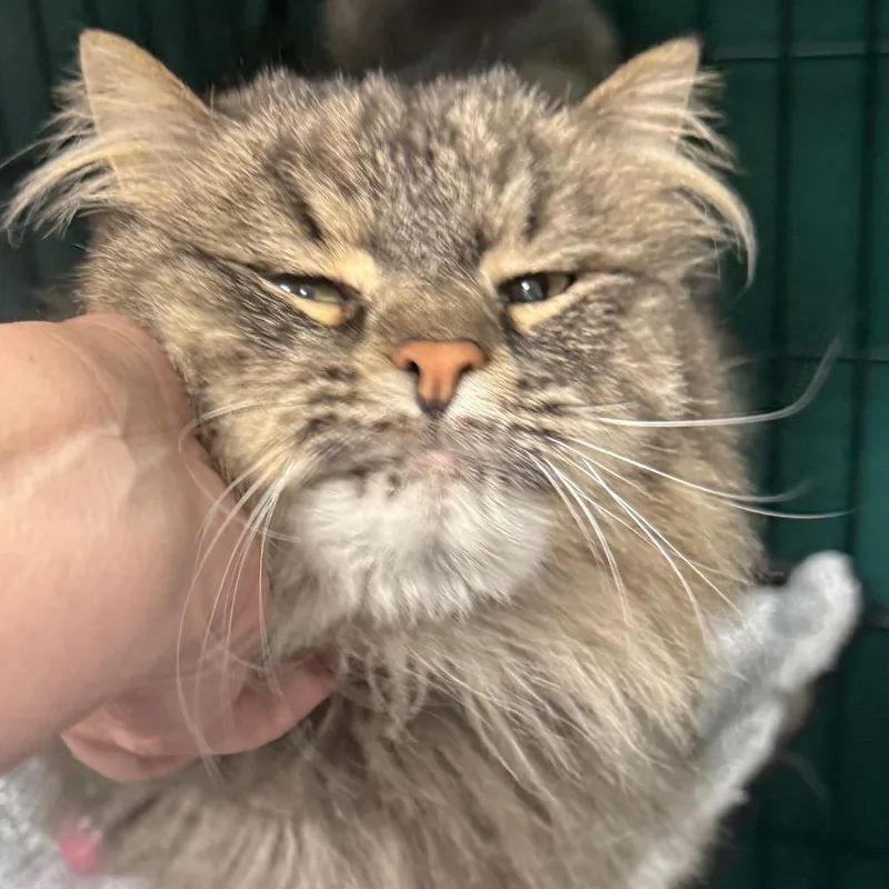 An adult medium-sized male Gray / Blue / Silver Domestic Medium Hair cat named Derby for adoption in Normal, IL