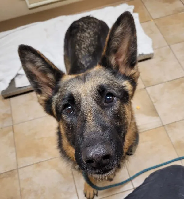 An adult large-sized female German Shepherd Dog named Rapini for adoption in Troutdale, OR
