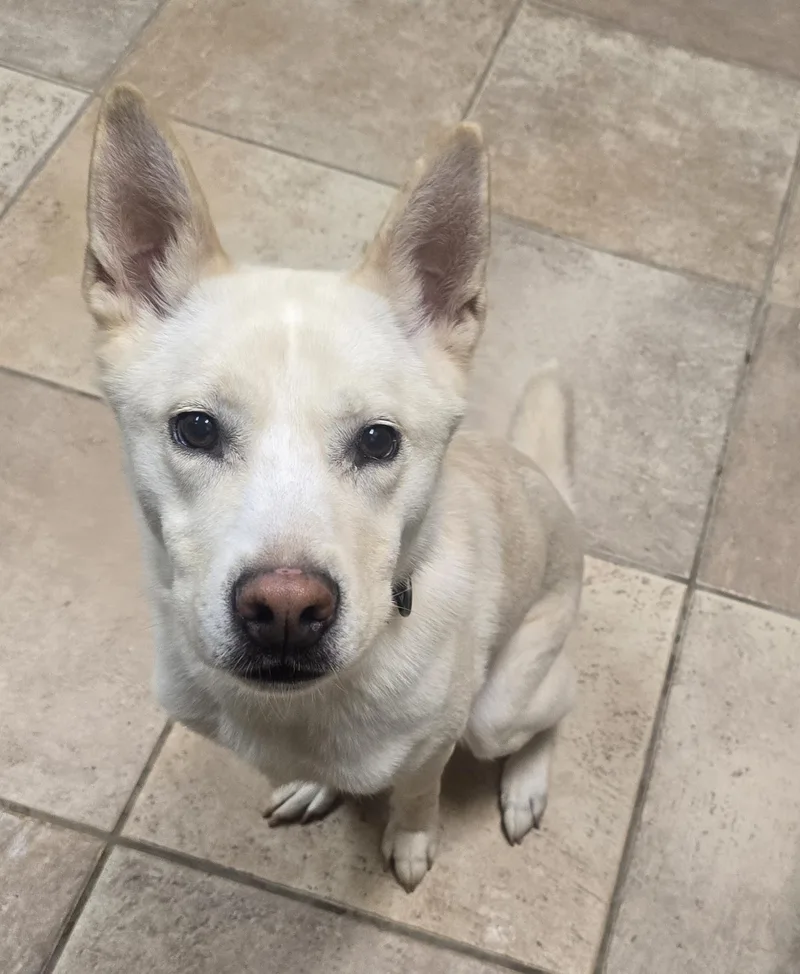 An adult medium-sized female Shepherd dog named Luna for adoption in Brainerd, MN