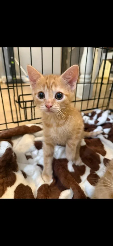 A baby medium-sized female Tabby (Orange / Red) Domestic Short Hair cat named Persimmon for adoption in Salisbury, NC
