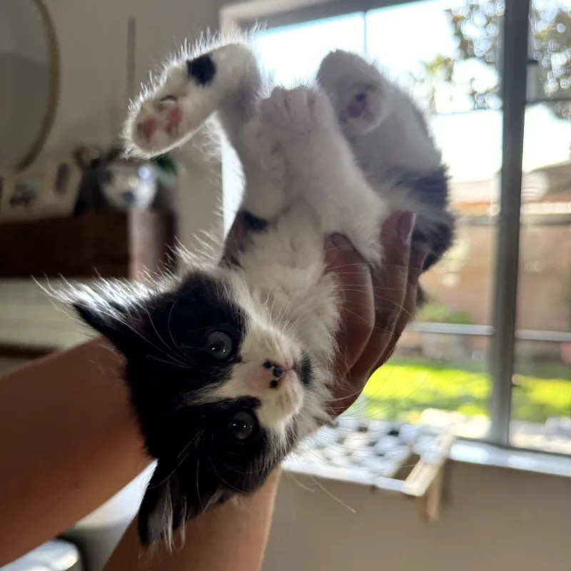 A baby small-sized female Black Domestic Long Hair cat named Una for adoption in Long Beach, CA