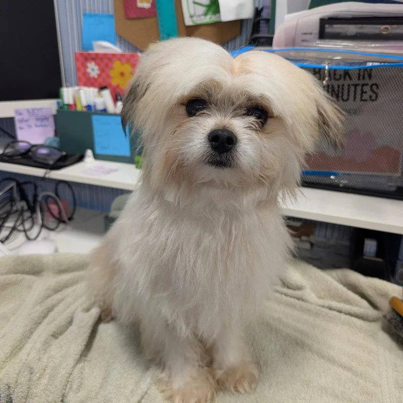 An adult small-sized male Shiba Inu dog named Bixby for adoption in Chico, CA