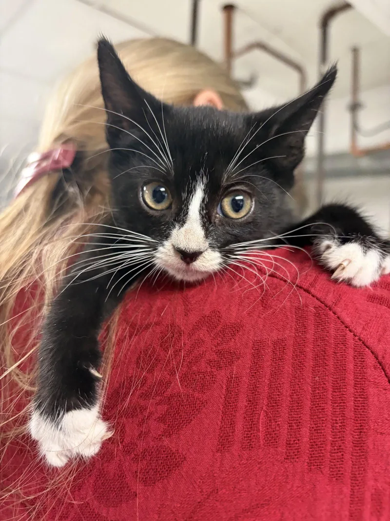 A baby large-sized female Tuxedo cat named Zemfira for adoption in Ringwood, NJ