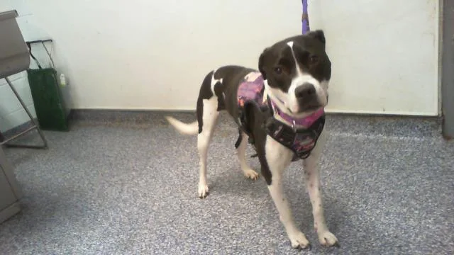An adult medium-sized female Pit Bull Terrier dog named Bella for adoption in Charlotte, NC