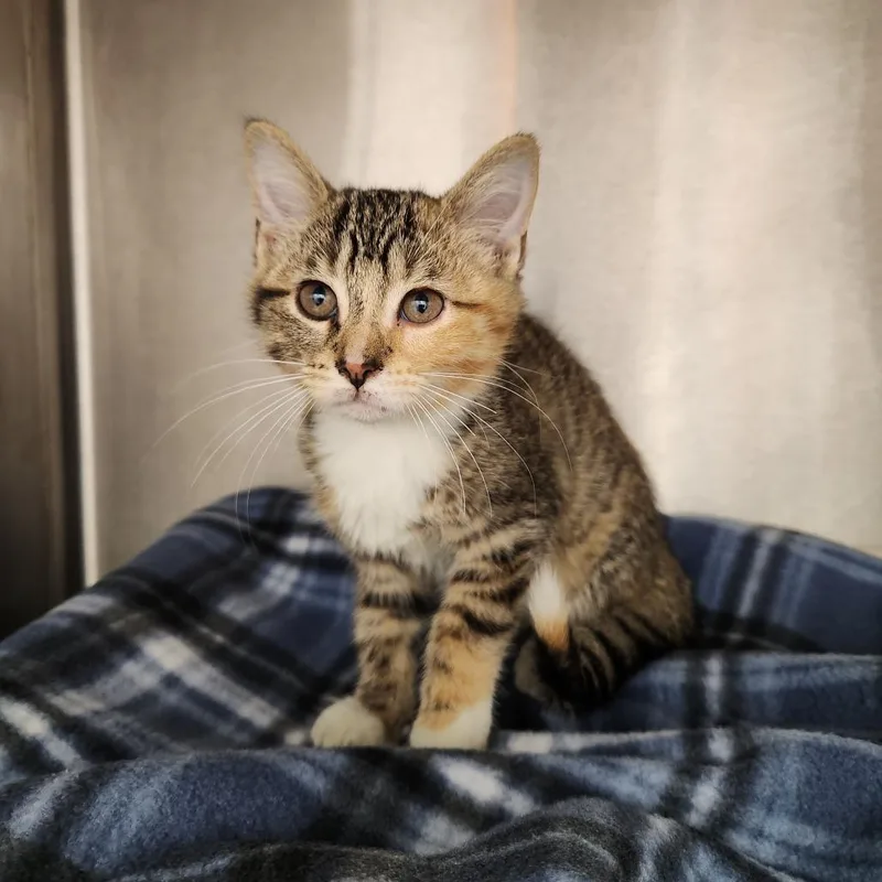 A baby small-sized female Brown / Chocolate Domestic Short Hair cat named Sarabi for adoption in Fort Wayne, IN