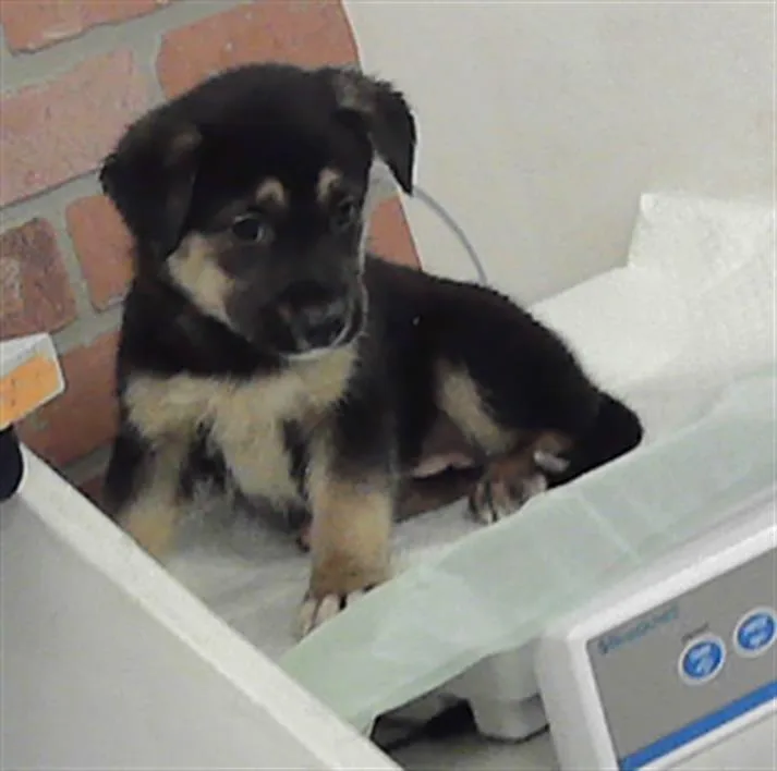 A baby small-sized female Australian Cattle Dog / Blue Heeler dog named Kira for adoption in Houston, TX