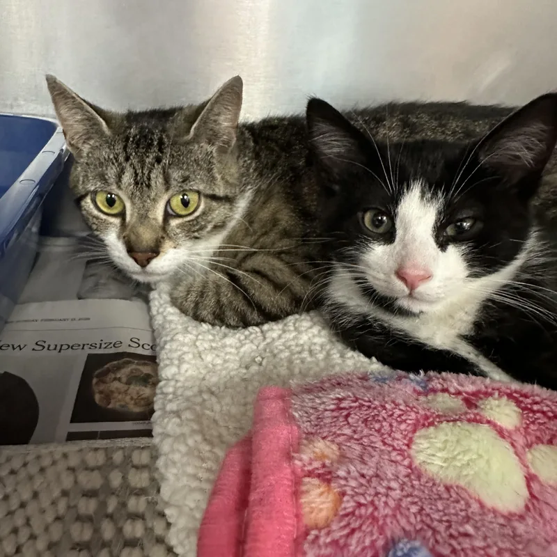 A baby medium-sized female Domestic Short Hair cat named Samson & Delilah Mom for adoption in Clifton, NJ