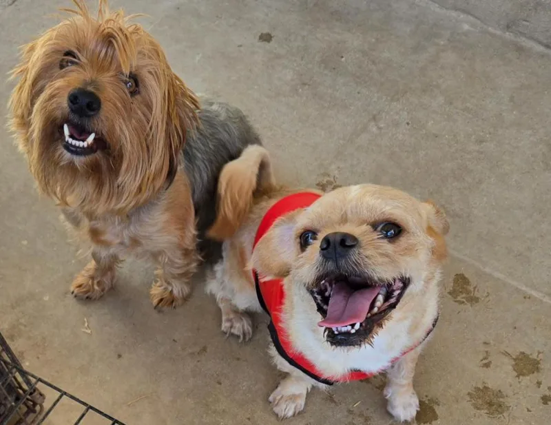 Felix thumbnail 3