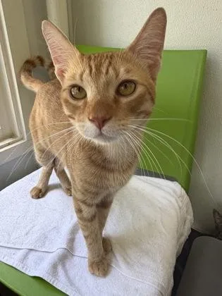 An adult small-sized male Domestic Short Hair cat named Bob for adoption in Honolulu, HI