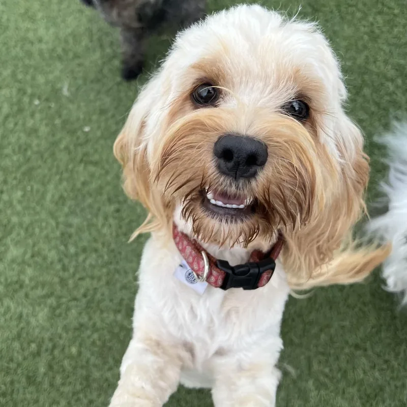 A young small-sized female Golden Mixed Breed dog named Charlize for adoption in Troy, IL