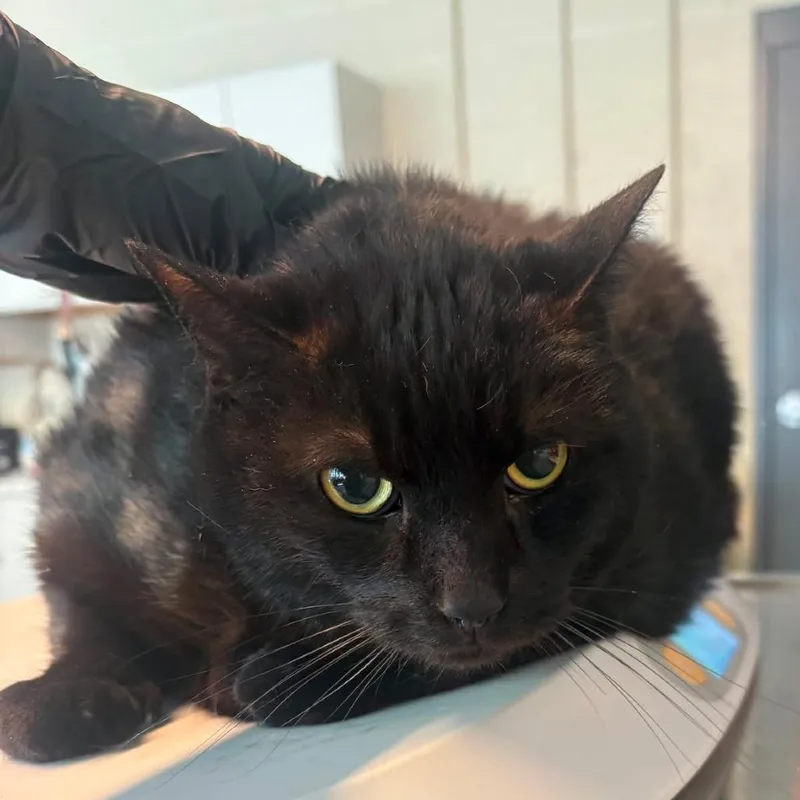 A senior extra large-sized male Black Domestic Short Hair cat named Nox for adoption in Huntington, WV