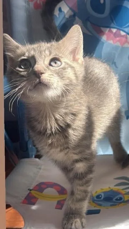Olive thumbnail 2