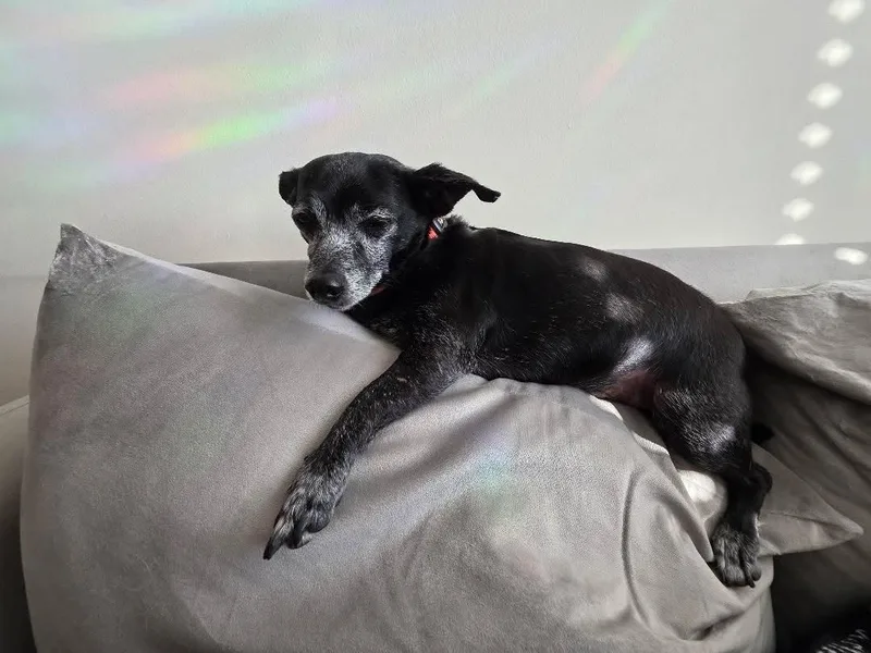 An adult small-sized male Black Chihuahua dog named Kenny for adoption in Rock Hill, SC