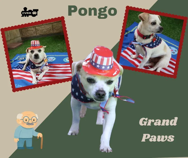 A senior medium-sized male Terrier dog named Pongo for adoption in LINDSAY, CA