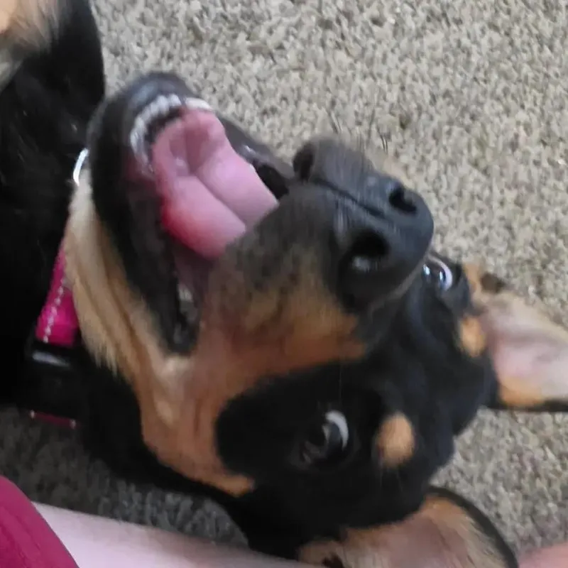 Leelee thumbnail 6