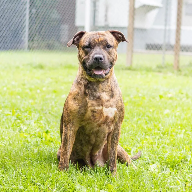 An adult large-sized female Brown / Chocolate Pit Bull Terrier dog named Sable for adoption in Wilmington, DE