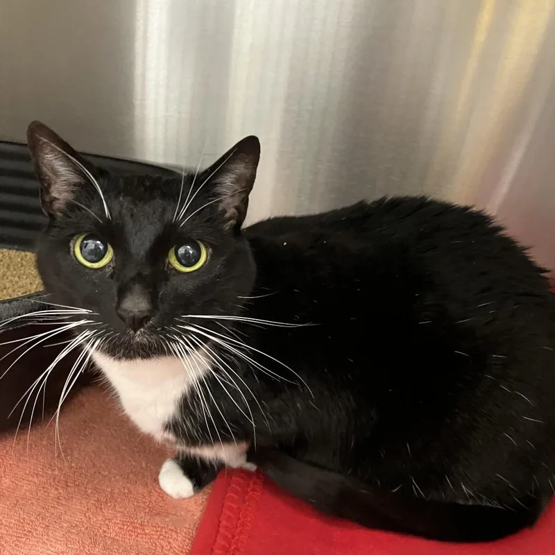 An adult medium-sized female Black Domestic Short Hair cat named Patacake for adoption in Wilmington, DE