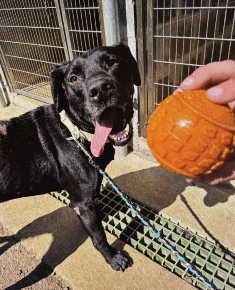 A young medium-sized male Labrador Retriever dog named Bubba aka Bubs  for adoption in Tillamook, OR